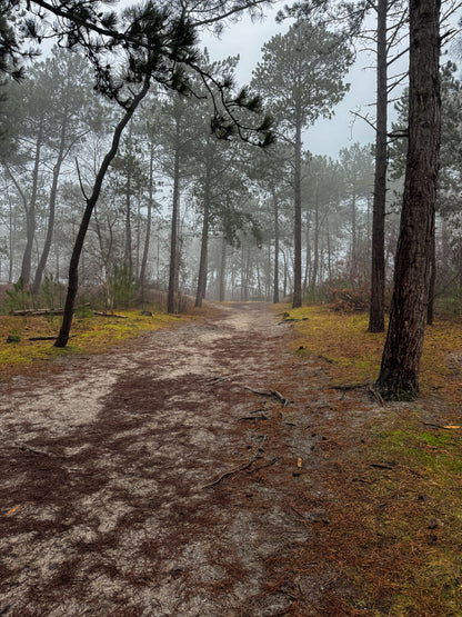 05. Boswandeling in de Schoorlse duinen